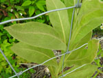 Common Mullein (Verbascum thapsus L.), leaf