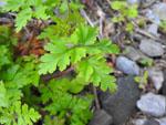 Herb Robert (Geranium robertianum), leaf