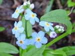 True Forget-Me-Not (Myosotis scorpioides), flower