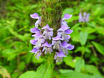 Heal-all (Prunella vulgaris), flower