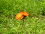 Orange Hawkweed (Hieracium aurantiacum), flower