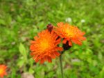 Orange Hawkweed (Hieracium aurantiacum), flower