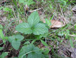 Indian Strawberry (Duchesnea indica), leaf