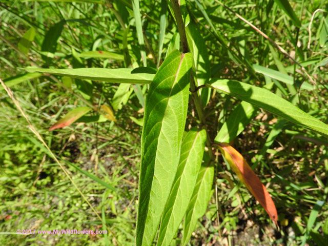 Swamp Milkweed (Asclepias incarnata)