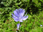 Chicory (Cichorium intybus), flower