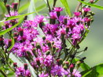New York Ironweed (Vernonia noveboracensis), flower