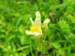 Click for details Butterfly Weed