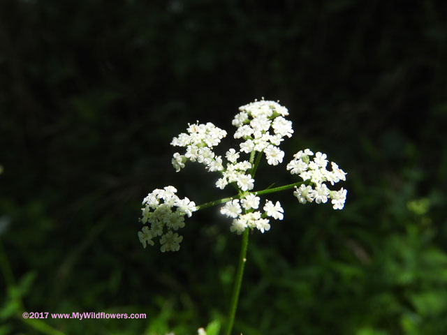 Eastern Hemlock-Parsley (Conioselinum chinense)