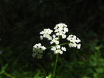 Eastern Hemlock-Parsley (Conioselinum chinense), flower
