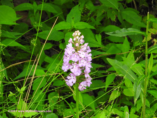 Large Purple Fringed Orchid (Platanthera grandifora)
