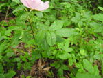 Virginia Rose (Rosa virginiana), leaf
