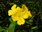 Sundrops (Oenothera fruticosa), flower