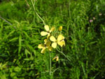 Tumble Mustard (Sisymbrium altissimum), flower