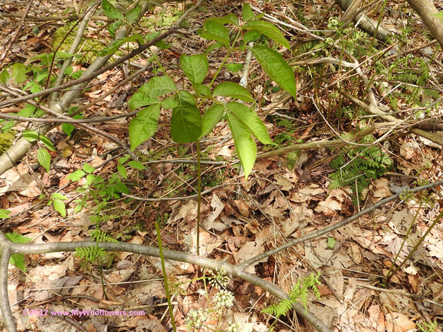 Wild Sarsaparilla (Aralia nudicaulis)