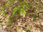 Wild Sarsaparilla (Aralia nudicaulis), flower