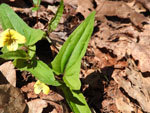 Halberd-Leaved Violet (Viola hastata), leaf