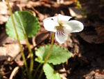 Northern White Violet (Viola macloskeyi), flower