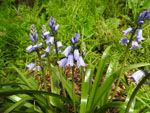 Spanish Bluebells (Hyacinthoides hispanica), flower