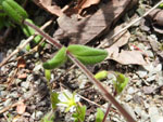 Mouse-Ear Chickweed (Cerastium vulgatum), leaf