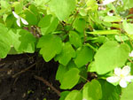 Rue Anemone (Thalictrum thalictroides), leaf