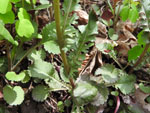 Roundleaf Ragwort (Senecio obovatus), leaf