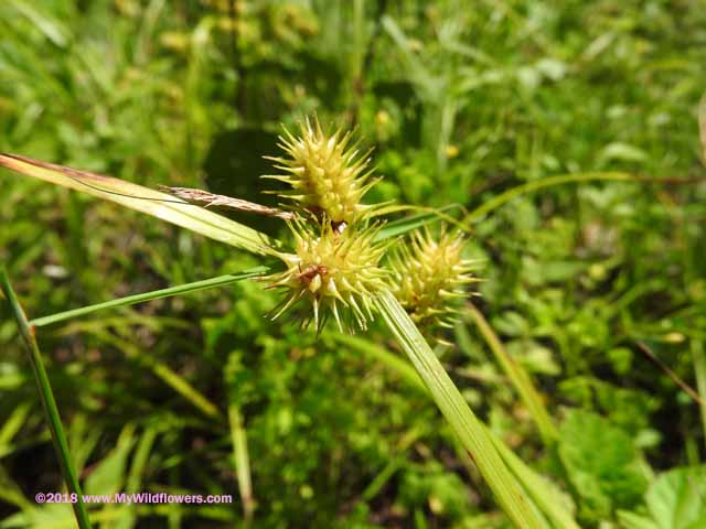 Yellow Sedge (Carex flava)