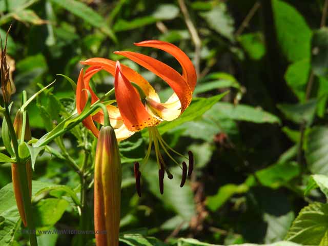 Turk's-Cap Lily (Lilium superbum)