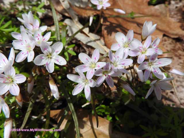 Carolina Spring Beauty (Claytonia caroliniana)