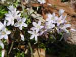 Carolina Spring Beauty (Claytonia caroliniana), flower