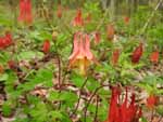 Wild Columbine (Aquilegia canadensis), flower