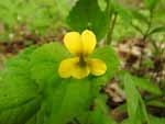 Downy Yellow Violet