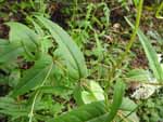 Upland Boneset (Eupatorium sessilifolium), leaf