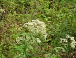 Upland Boneset (Eupatorium sessilifolium), tech