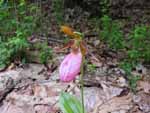 Pink Lady Slipper (Cypripedium acaule), flower