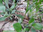 Plantainleaf Pussytoes (Antennaria plantaginifolia), leaf