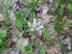 Plantainleaf Pussytoes (Antennaria plantaginifolia), flower