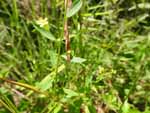 Woodland Flax (Linum virginianum), leaf
