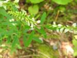 White Sweet Clover (Melilotus alba), leaf