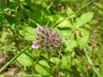 Wild Basil (Clinopodium vulgare), flower