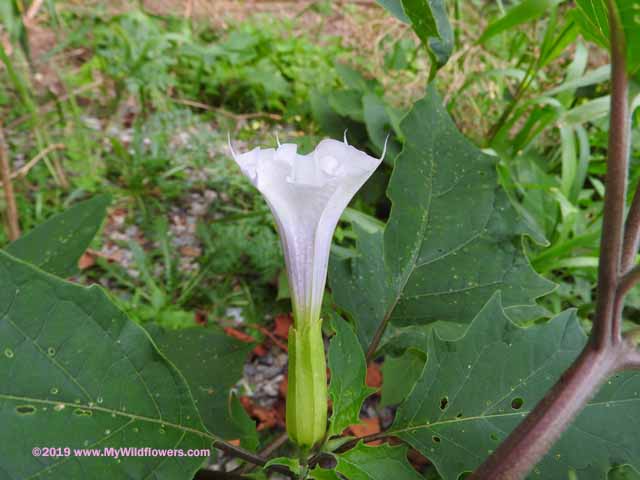 Jimsonweed (Datura stramonium)