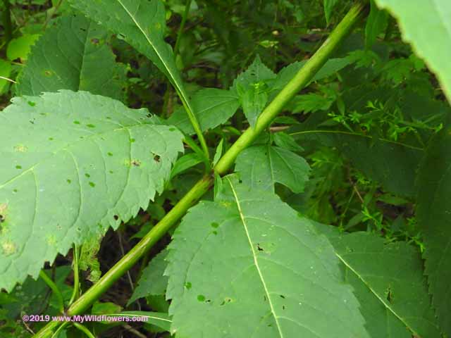 Sweet Joe-Pye Weed (Eupatorium purpureum)