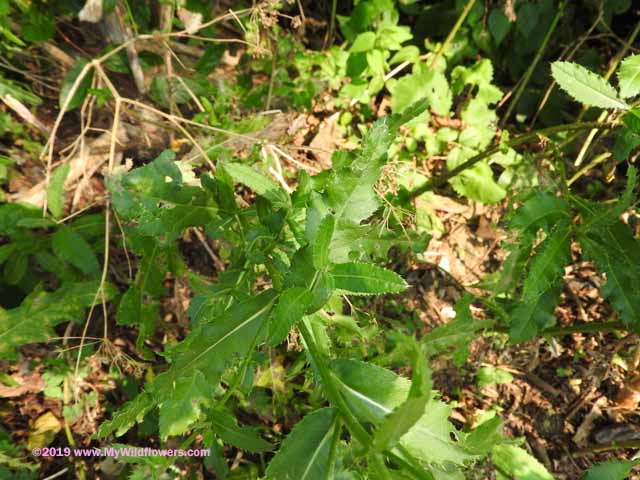 Canada Thistle (Cirsium arvense)