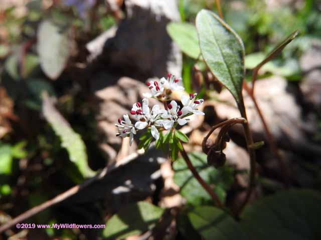 Harbinger of Spring (Erigenia bulbosa)