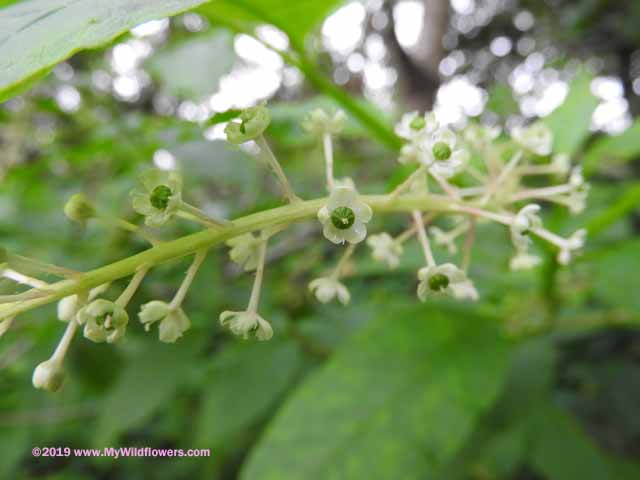 Pokeweed (Phytolacca)