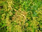 Wild Parsnip (Pastinaca sativa), fruit/seed