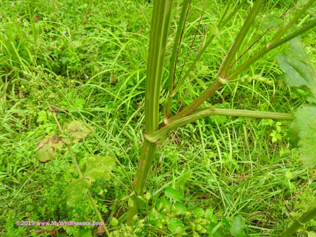 Wild Parsnip (Pastinaca sativa)