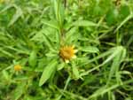 Beggar-Ticks (Bidens frondosa), flower
