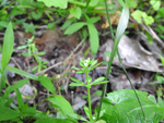 Rough Bedstraw (Galium asprellum), flower