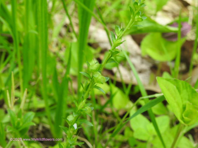 Thyme-Leaved Speedwell (Veronica serpyllifolia)