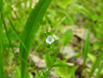 Thyme-Leaved Speedwell (Veronica serpyllifolia), flower
